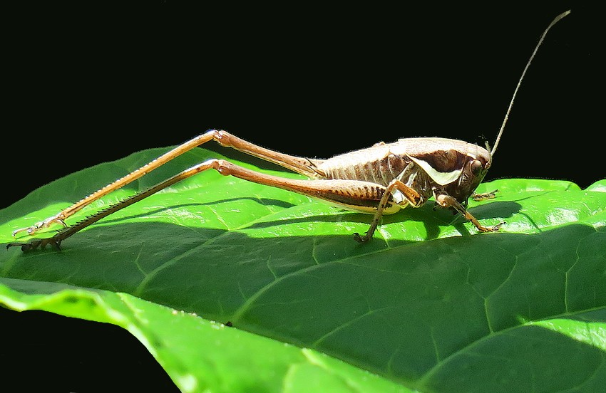 neanide di Tettigoniidae:  Pholidoptera cfr. fallax